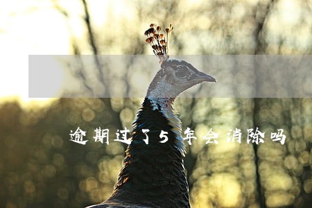 逾期过了5年会消除吗 逾期过了5年会消除吗