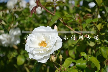 逾期过了能办信用卡吗 逾期过了能办信用卡吗