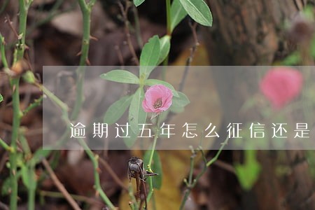 逾期过五年怎么征信还是有逾期 逾期过五年怎么征信还是有逾期