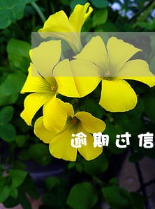 逾期过信用分就不涨了 逾期过信用分就不涨了