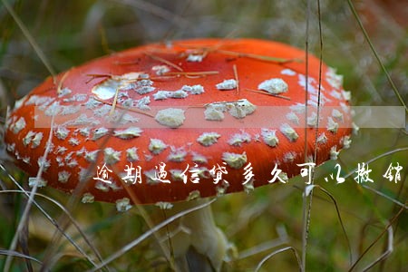 逾期过信贷多久可以撤销