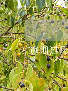 逾期过几次能按揭车吗