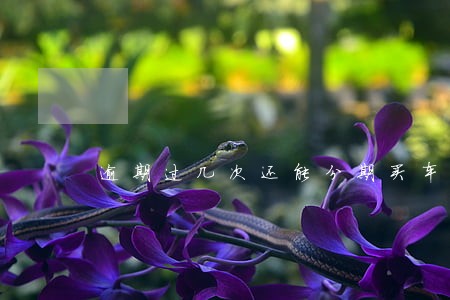 逾期过几次还能分期买车吗