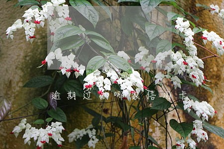 逾期过办哪家信用卡