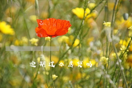 逾期过办房贷吗 逾期过办房贷吗
