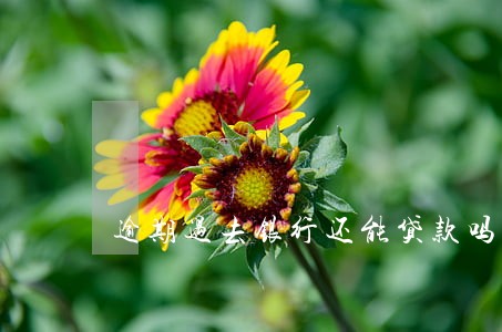 逾期过去银行还能贷款吗