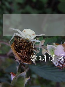 逾期过可以借款的 逾期过可以借款的