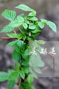 逾期过可以分期买手机吗 逾期过可以分期买手机吗