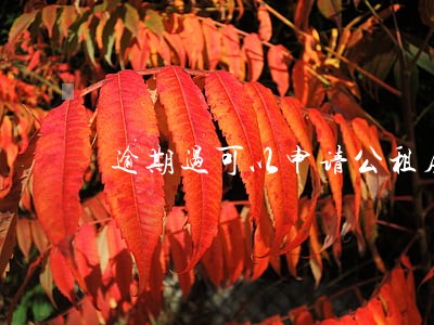 逾期过可以申请公租房吗