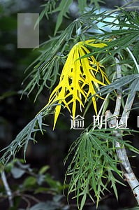 逾期过哪个平台还能借