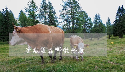 逾期过在哪能借款 逾期过在哪能借款