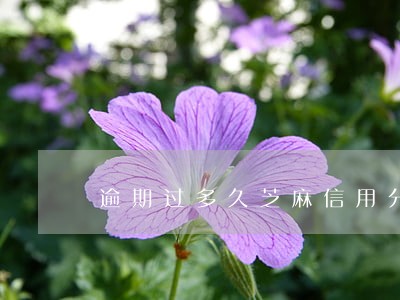 逾期过多久芝麻信用分才会加 逾期过多久芝麻信用分才会加
