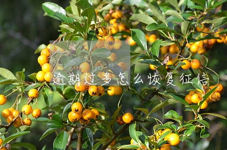 逾期过多怎么恢复征信 逾期过多怎么恢复征信