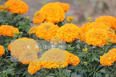 逾期过影响出国签证吗 逾期过影响出国签证吗