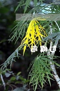 逾期过想贷款买车怎么办 逾期过想贷款买车怎么办