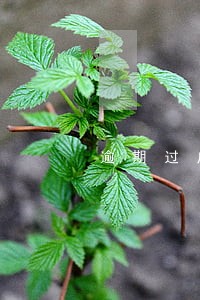 逾期过户后需要付对方违约金 逾期过户后需要付对方违约金