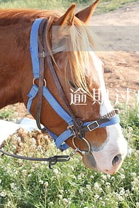 逾期过户没有违约条款 逾期过户没有违约条款