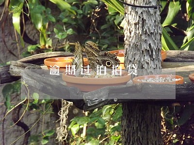 逾期过拍拍贷 逾期过拍拍贷
