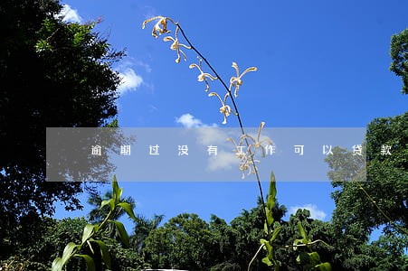 逾期过没有工作可以贷款吗 逾期过没有工作可以贷款吗