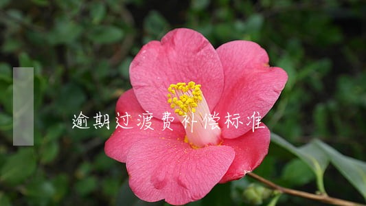 逾期过渡费补偿标准 逾期过渡费补偿标准