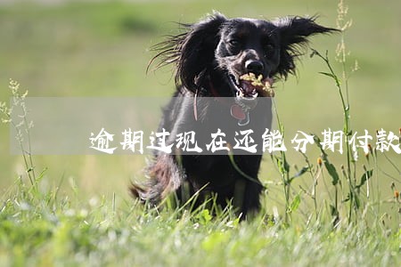 逾期过现在还能分期付款吗 逾期过现在还能分期付款吗