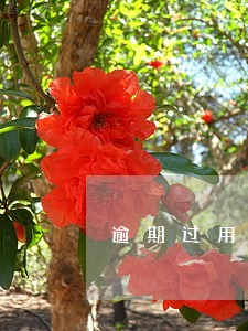 逾期过用什么贷款买房 逾期过用什么贷款买房