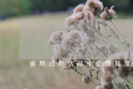 逾期过的信用卡会涨额度吗 逾期过的信用卡会涨额度吗
