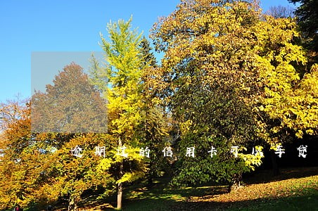 逾期过的信用卡可以车贷吗
