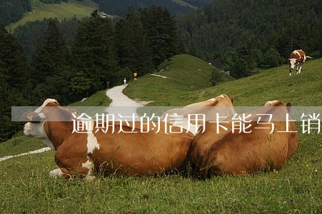 逾期过的信用卡能马上销卡吗 逾期过的信用卡能马上销卡吗