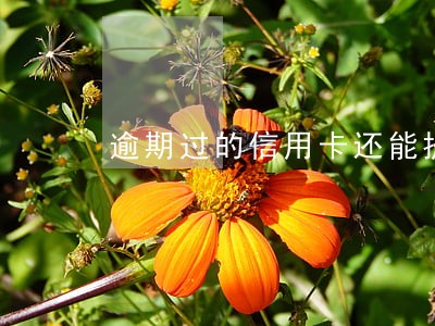 逾期过的信用卡还能提额吗 逾期过的信用卡还能提额吗