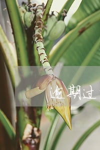 逾期过能申请银行贷款吗 逾期过能申请银行贷款吗