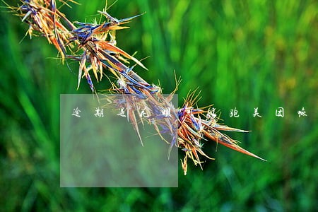 逾期过花呗可以跑美团嘛 逾期过花呗可以跑美团嘛
