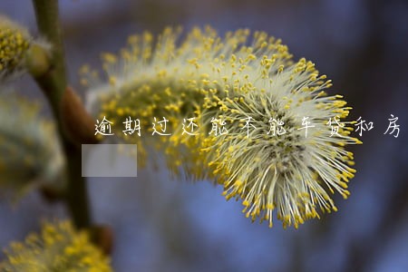 逾期过还能不能车贷和房贷