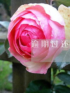 逾期过还能办理微车贷吗 逾期过还能办理微车贷吗
