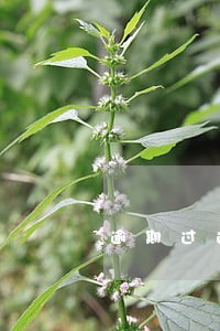 逾期过还能小米分期吗 逾期过还能小米分期吗