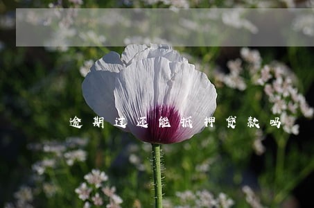 逾期过还能抵押贷款吗