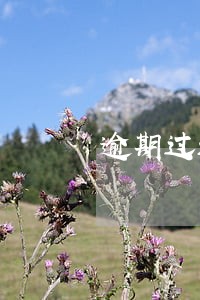 逾期过还能按揭车贷吗 逾期过还能按揭车贷吗