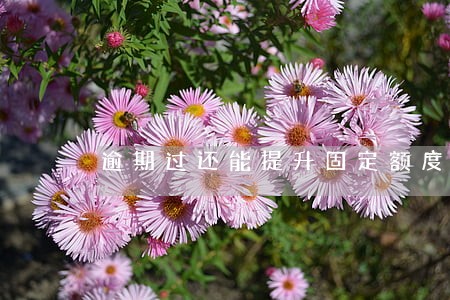 逾期过还能提升固定额度吗 逾期过还能提升固定额度吗