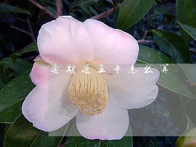 逾期近五年怎么算 逾期近五年怎么算