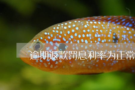 逾期返款罚息利率为正常利率的 逾期返款罚息利率为正常利率的