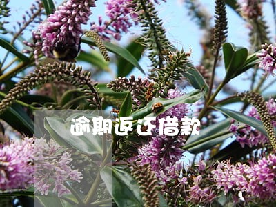 逾期返还借款 逾期返还借款