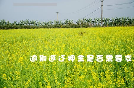 逾期返还押金是否需要支付利息 逾期返还押金是否需要支付利息