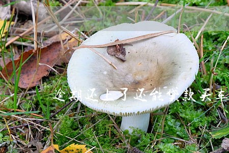 逾期还上了还能贷款买车吗 逾期还上了还能贷款买车吗