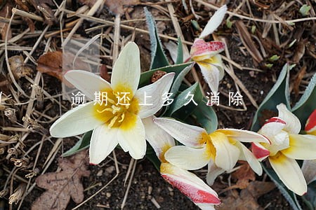 逾期还上多久消除 逾期还上多久消除