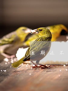 逾期还不上债务优化规划重组 逾期还不上债务优化规划重组