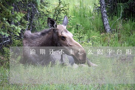 逾期还不上怎么跟平台报备