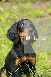 逾期还不上花呗借款怎么办 逾期还不上花呗借款怎么办