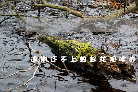 逾期还不上蚂蚁花呗咋办 逾期还不上蚂蚁花呗咋办