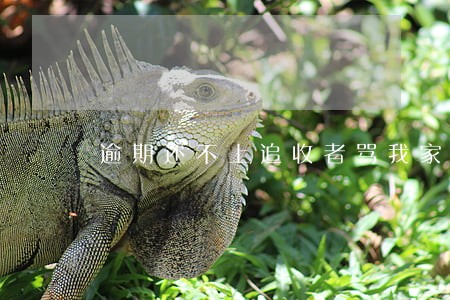 逾期还不上追收者骂我家人 逾期还不上追收者骂我家人