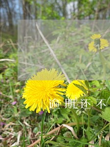 逾期还不了信用卡怎么办分期